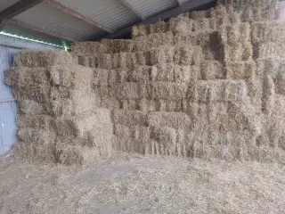 Frisk byghalm fra 2025. Morten Korch størrelse 