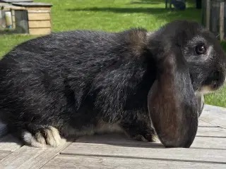 FRANSK VÆDDER HAN SORT OTTER