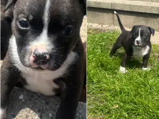 Staffordshire bull terrier hvalpe