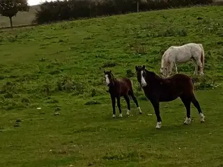 2 ens sorte  Welsh hingste føl A