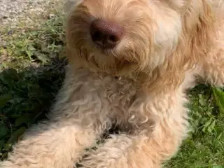 Cockerpoo søger nyt hjem