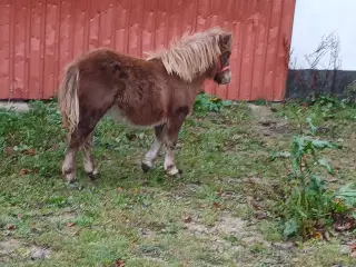 Godt knapstrupper hoppeføl