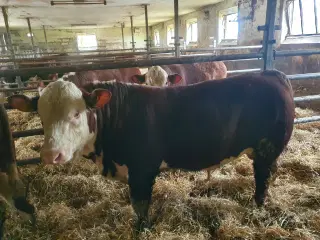Herefordtyre Sælges og Udlejes