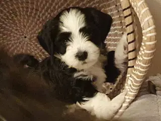 Bison Havanaishvalpe han 9 uger