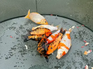 Koi karper 