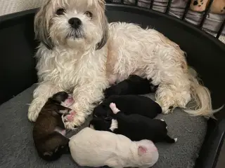Shih chi hvalpe