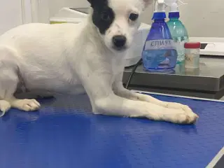 Smukke Lykke leder efter nyt hjem