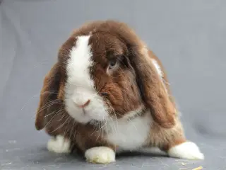 Mini lop han