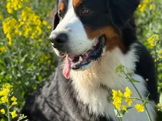 Berner Senner han til parring