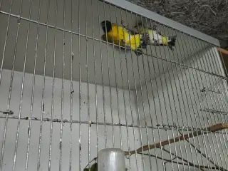 1,1 hættesisken sælges