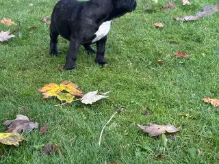 Fransk bulldog / Brindle November!