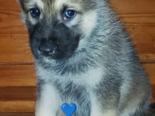 Alaskan m - tjekkiske ulveh.- chow chow - husky