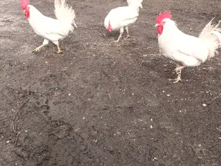 Hvide haner til slagt 