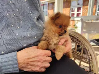 pomeranian