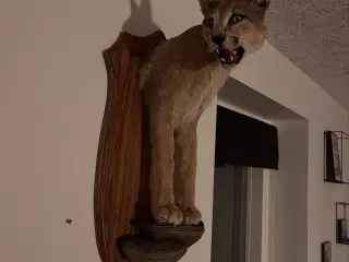 Caracal skulder monteret 