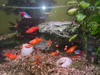 Akvariefisk platy