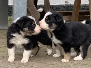 Border Collie hvalpe