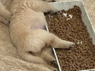 Super søde familiehunde