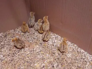 jumbovagtel kyllinger