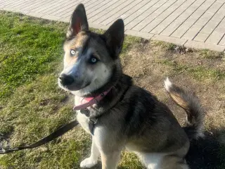 Husky / Alaskan Malamute tæve