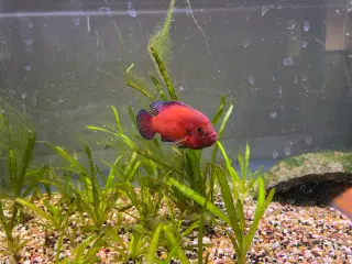 Hemichromis exsul Turkana