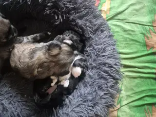 Absolut Sødeste Lhasa Apso Hvalpe 