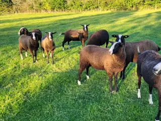 Zwartbles gimmerlam