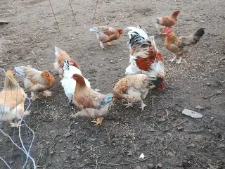 HøneKyllinger netop startet æglægning.