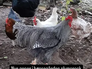 Hane Plymorock. Fin stamtavle og 1,5 år gammel.