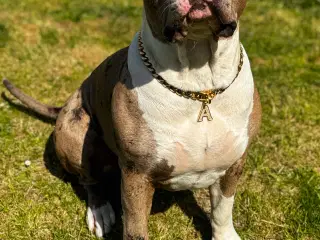 XL Bully, pige 1 år