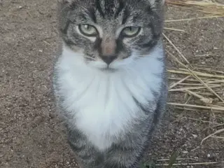 Killinger søger gode hjem.