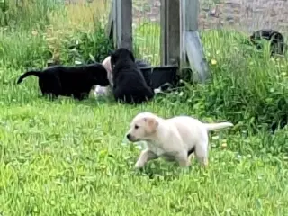 Labradorhvalpe