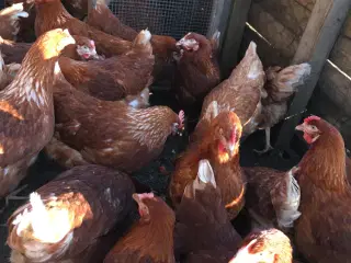 Røde amerikaner/Isa Brown høns nær æglægning
