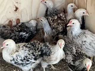 Dværghøns 