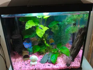 Lille akvarium 
