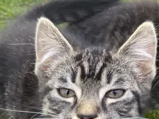Maine coon blanding 