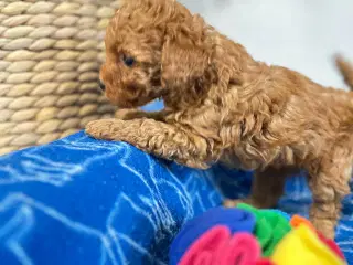 Teacup/Toy puddelhan