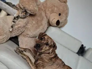 Labrador Retriever Tæve🐾