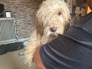 Cockerpoo 