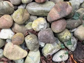 Søsten kan afhentes gratis