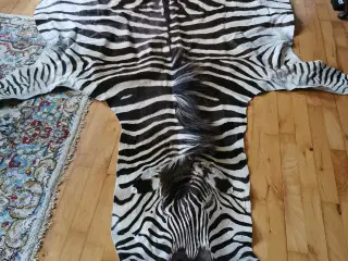 zebraskind