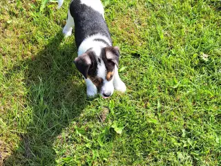 Dansk/ Svensk gårdhundehvalpe
