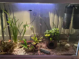 100 l komplet akvarium sælges