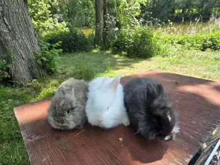 Angora kanin unger sælges