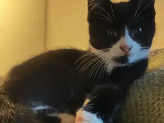 Han-killing, Maine Coon-blanding 