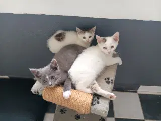 Kattekilling 