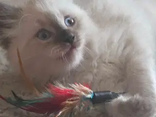  Ragdoll Killinger 