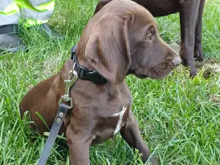 Tysk korthhåret hønsehund