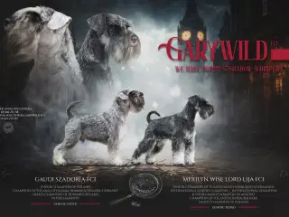 Miniature Schnauzer – kommende kuld Garywild FCI