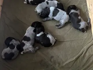 Ruhår hønsehund hvalpe